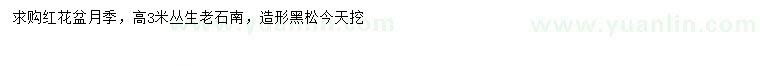 求購紅花盆月季、叢生老石楠、造形黑松
