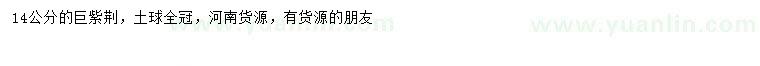 求購14公分巨紫荊