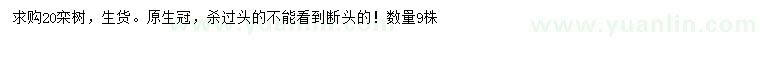 求購20公分欒樹