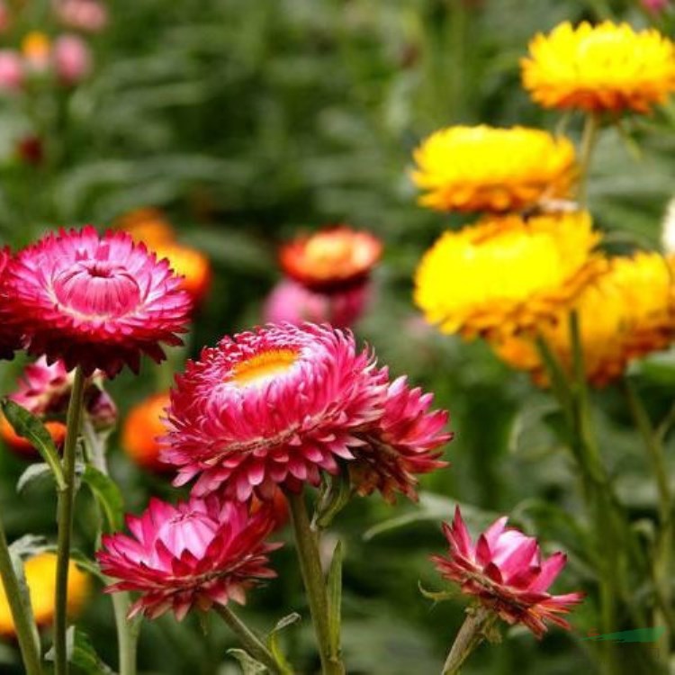 麥稈菊種子景觀綠化盆栽花卉陽臺園藝切花觀花種籽子