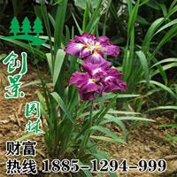 香蒲價(jià)格、沭陽(yáng)20~80公分精品香蒲苗基地報(bào)價(jià)