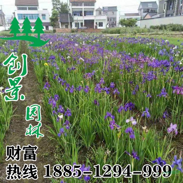 香蒲價格、沭陽20~80公分精品香蒲苗基地報價