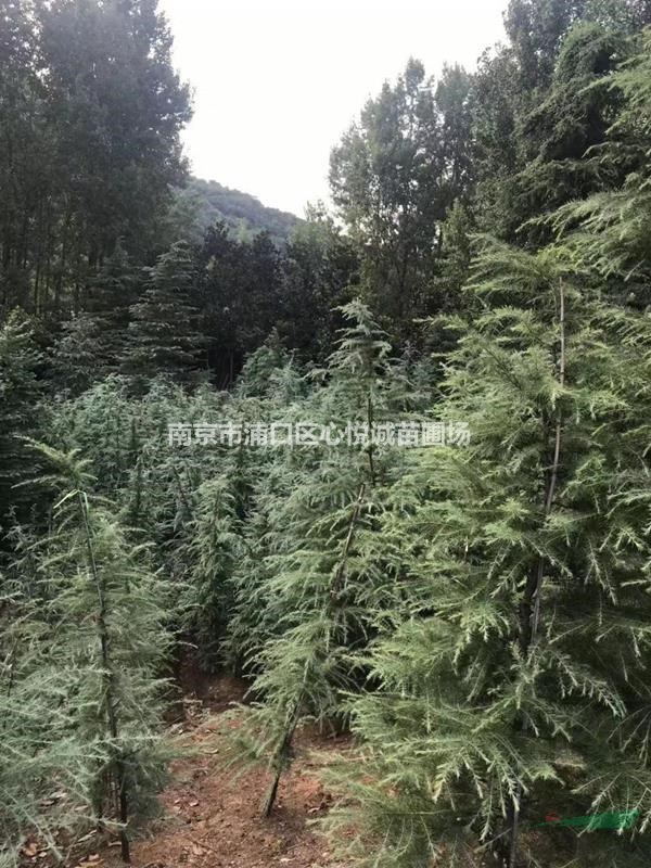 3米，4米，5米雪松價(jià)格分等級(jí)報(bào)價(jià)