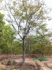 南京大量供應(yīng)6公分7公分8公分9公分欒樹價(jià)格 欒樹產(chǎn)地