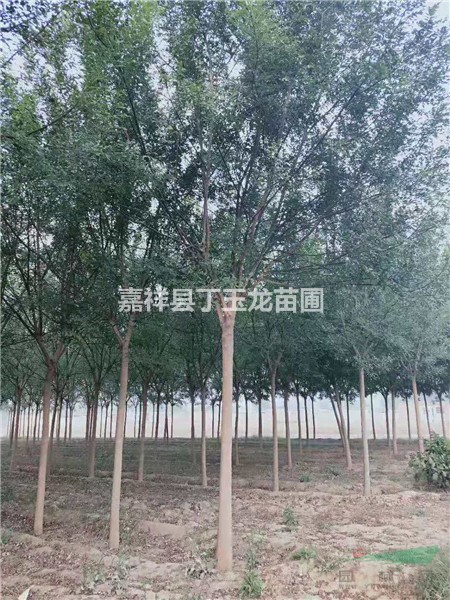 國槐基地 國槐15公分價格多少錢