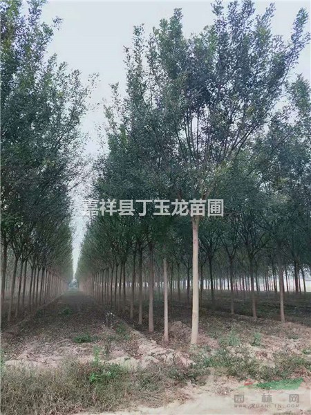 國槐基地 國槐15公分價格多少錢