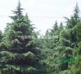 湯泉自家苗圃供應(yīng)4米高雪松，低價(jià)供應(yīng)