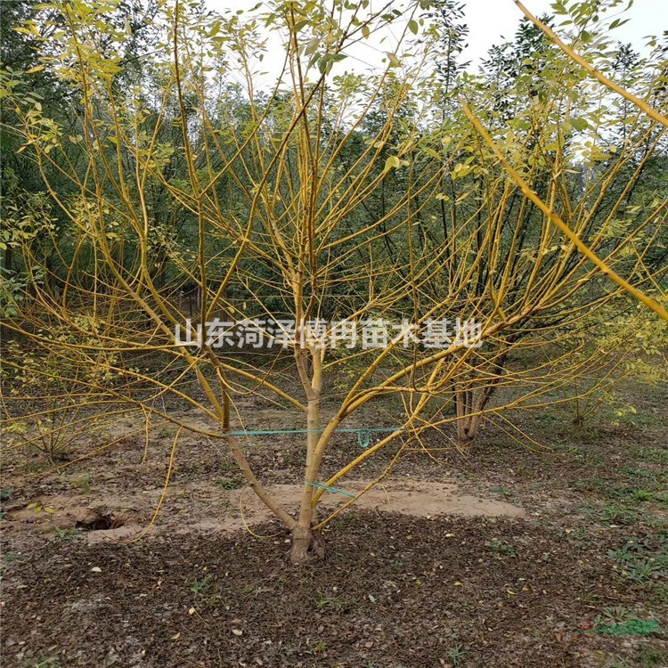 金枝槐價格  嫁接金枝槐報價 叢生金枝槐種植基地