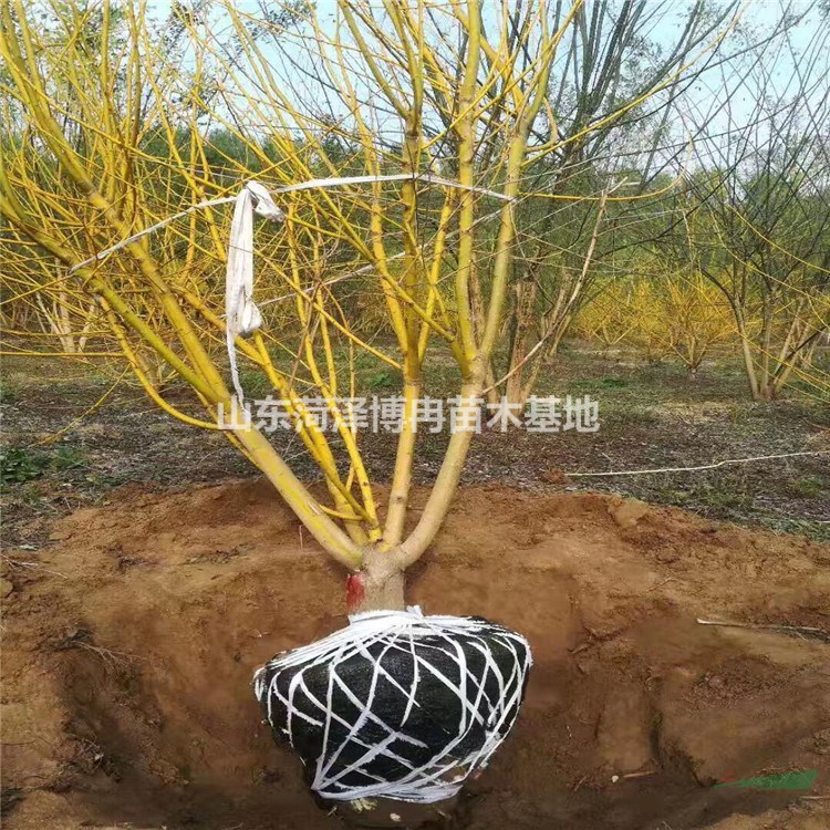 金枝槐價格  嫁接金枝槐報價 叢生金枝槐種植基地
