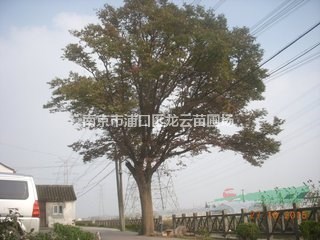 今年提供10公分13公分紅櫸價(jià)格 南京紅櫸產(chǎn)地