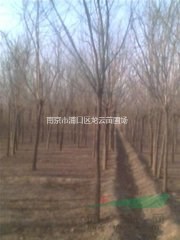 .南京地區(qū)10公分 15公分欒樹價格 ，南京欒樹產(chǎn)地