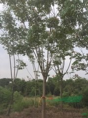 .南京地區(qū)10公分 15公分欒樹價格 ，南京欒樹產(chǎn)地
