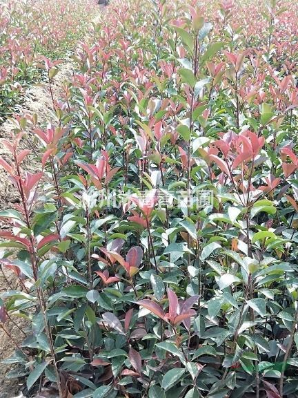 20公分起步到60公分杯苗