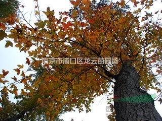 自產(chǎn)自銷南京地區(qū)10公分 13公分楓香價格 楓香供應