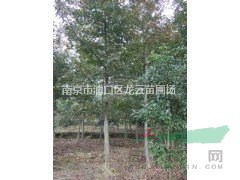 自產(chǎn)自銷南京地區(qū)10公分 13公分楓香價格 楓香供應