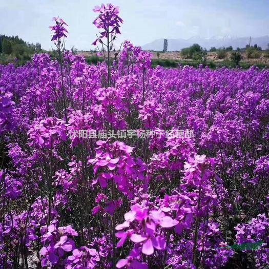 多年生花子喜陰花卉植物種子藍香芥四季速生花種籽戶外花草花籽冬