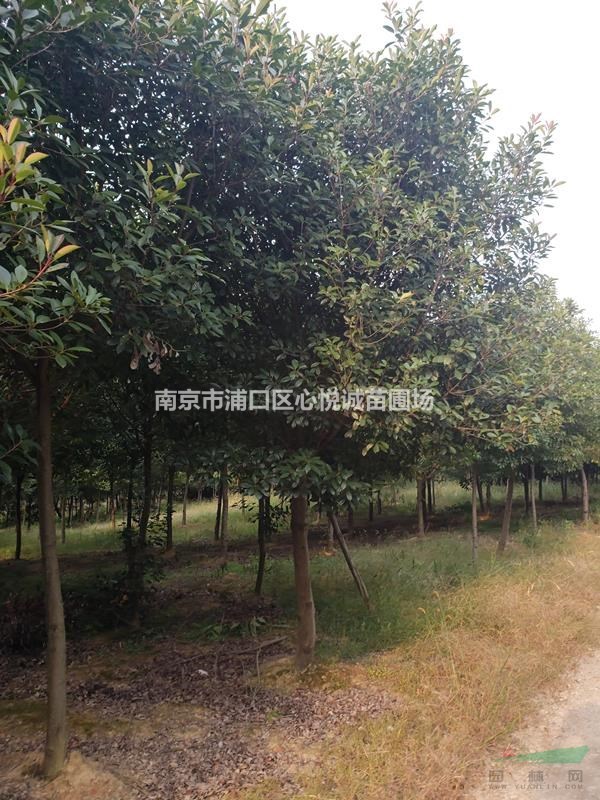 紅葉石楠球報(bào)價(jià)表，3公分到8公分紅葉石楠價(jià)格導(dǎo)向
