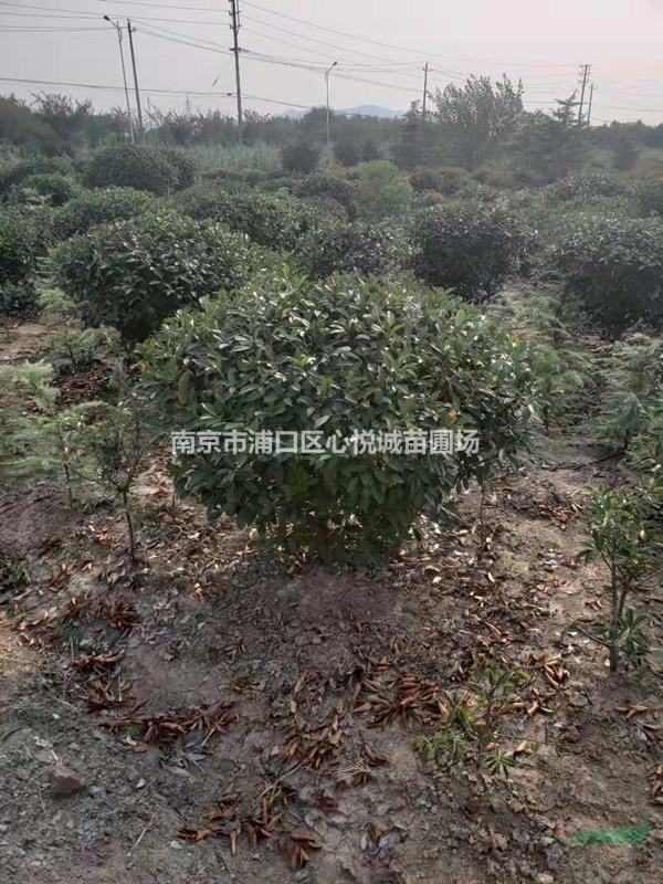 紅葉石楠球報(bào)價(jià)表，3公分到8公分紅葉石楠價(jià)格導(dǎo)向