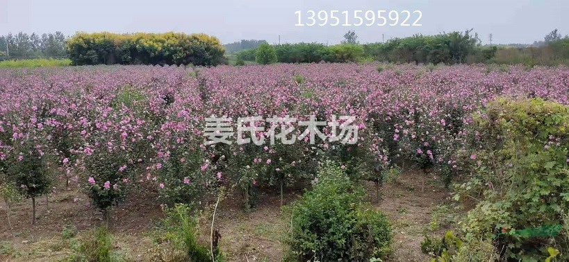 農(nóng)家自產(chǎn)木槿小苗 木槿花苗 獨桿木槿 叢生木槿價格地道