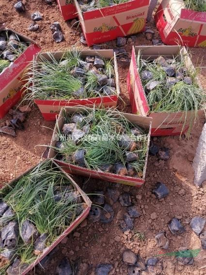 基地直供青綠苔草