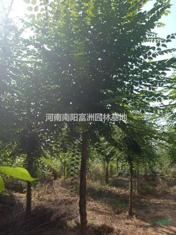 河南地區(qū)青檀樹(shù)價(jià)格