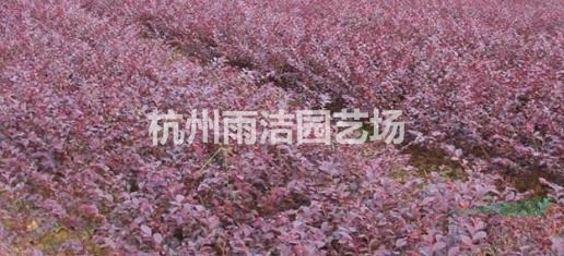 紫叶小檗苗红叶小檗树苗小苗彩叶绿篱笆植物墙色块工程绿化苗灌木