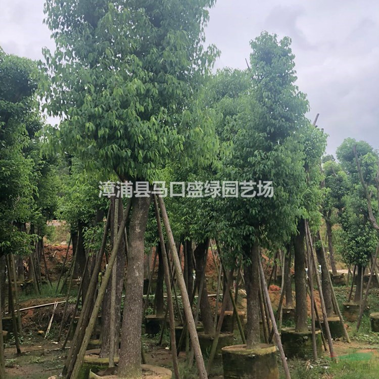 香樟樹產(chǎn)地 香樟價格 批發(fā)香樟價格 香樟市場行情 香樟基地