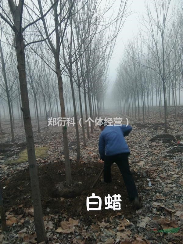 15公分速生白蠟15公分白蠟2-3-4年冠價格