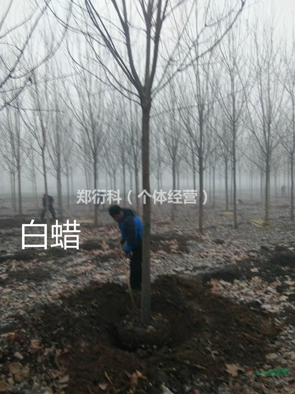 15公分速生白蠟15公分白蠟2-3-4年冠價格
