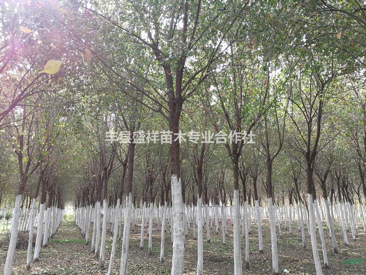 大量供應(yīng)9-14cm絲綿木，質(zhì)優(yōu)價(jià)廉