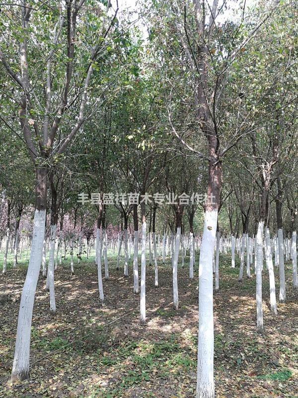 大量供應(yīng)9-14cm絲綿木，質(zhì)優(yōu)價(jià)廉