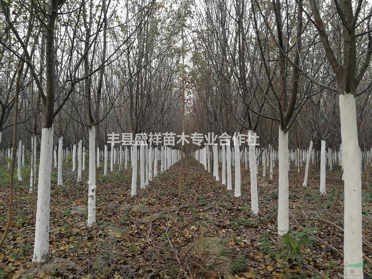 低價處理北美海棠9-13公分，定桿高度1.2米