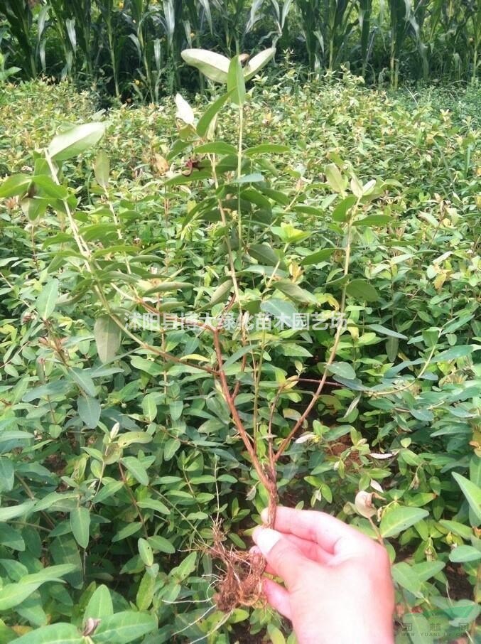 金丝桃 高度40-60公分金丝桃 金丝梅 江苏绿化苗木产地