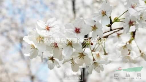 供應(yīng)純正染井吉野櫻花 陽(yáng)光櫻