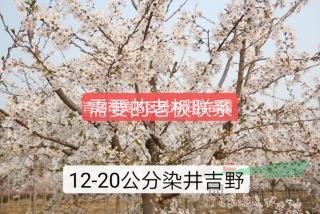 供應(yīng)純正染井吉野櫻花 陽(yáng)光櫻