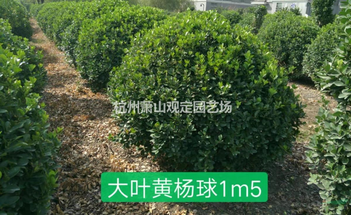 大叶黄杨球p1,2m---p2m冠精品