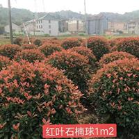 紅葉石楠球p1,2m--p2m--p2.5m冠精品