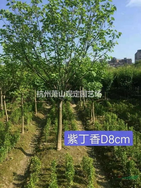 紫丁香D6cm--D10cm