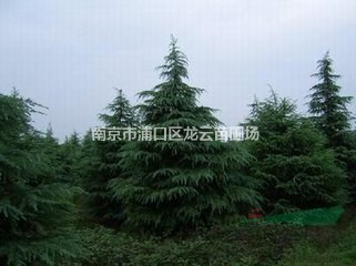 南京白云苗圃提供6米雪松精品苗 3米雪松海量供應(yīng)