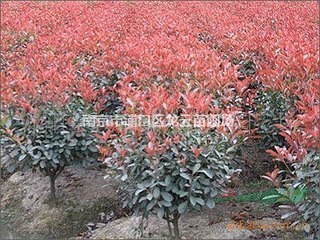 自產(chǎn)自銷80公分紅葉石楠球價格 高桿12公分紅葉石楠價格