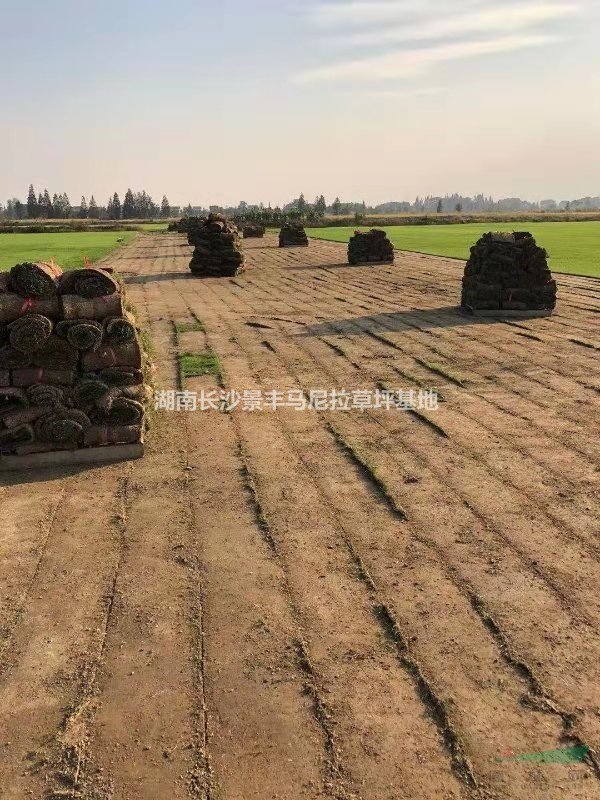 長沙市岳麓區(qū)馬尼拉草皮種植基地