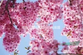 處理678公分陽光櫻，高桿1.8-2.0米分支