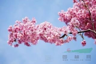 處理678公分陽光櫻，高桿1.8-2.0米分支