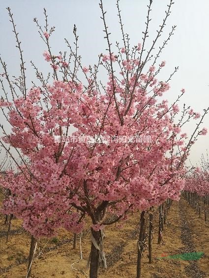 14公分早櫻價(jià)格規(guī)格齊全
