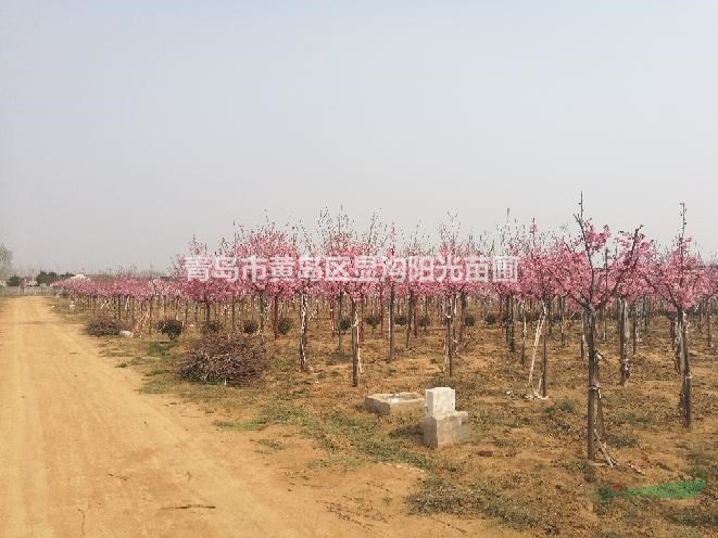 山東精品櫻花基地直供批發(fā)早櫻，各種優(yōu)質(zhì)櫻花苗木
