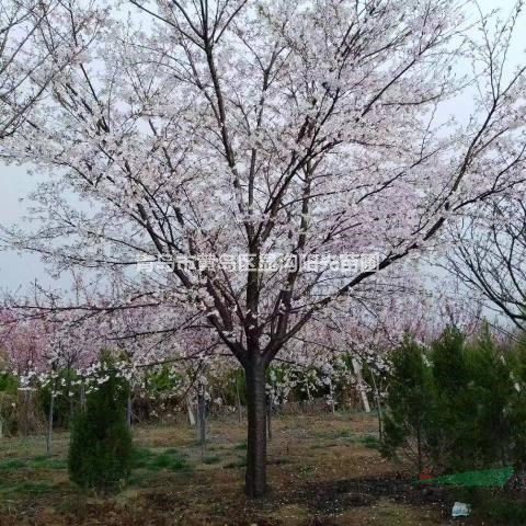 山東精品櫻花基地直供批發(fā)早櫻，各種優(yōu)質(zhì)櫻花苗木
