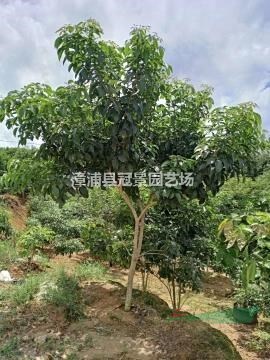 紫花鳳鈴木  洋紅鳳鈴木