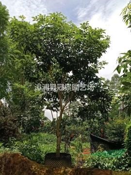 紫花鳳鈴木  洋紅鳳鈴木