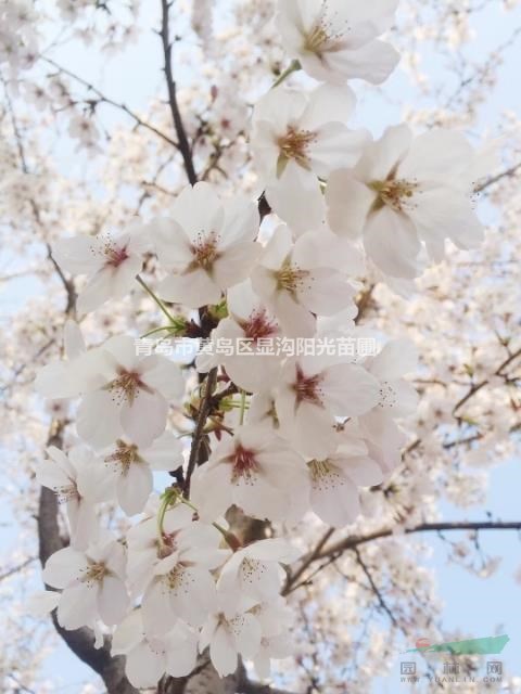 15公分染井吉野，工程苗