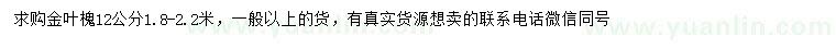 求購12公分金葉槐
